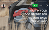 HEST Dog Bed