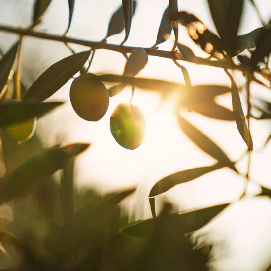 The Immortal Extra Virgin Olive Oil