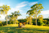 Oztent RV-3 tent on a grassy clearing