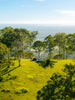 Wide campsite view with Oztent RV-3 tent among trees